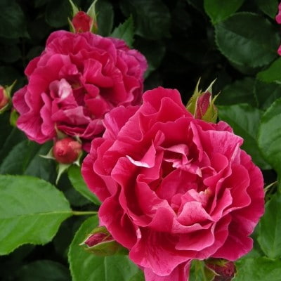 【7号鉢2年生苗】ギー サヴォア